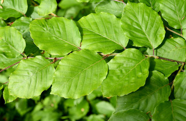 Buchenblatt, Rotbuche, Fagus, sylvatica
