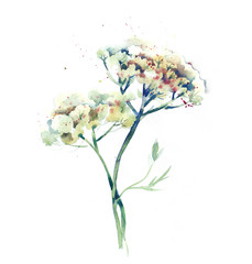  Illustration of Field Flowers