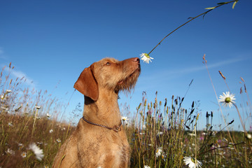 Wirehaired Vizsla dog sniffing a flower