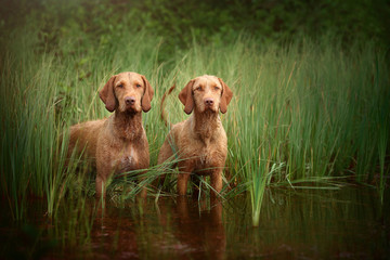 Two beautiful Vizsla dog standing in water