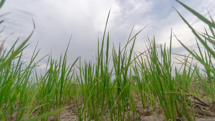 Plants that grow in the fields