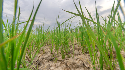 Obraz premium Plants that grow in the fields