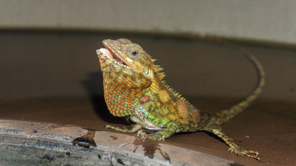 Lizards are opening their mouths