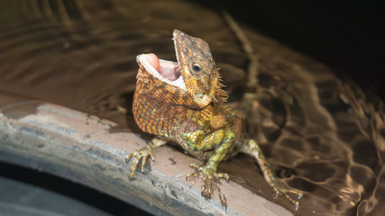 Lizards are opening their mouths