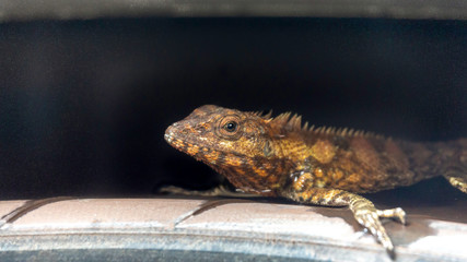 Lizards are opening their mouths