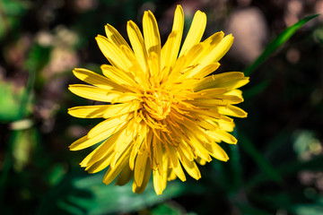 Close-up on a yellow dandelion (taraxacum) flower in summer