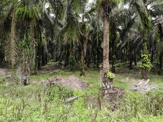 コスタリカの熱帯雨林