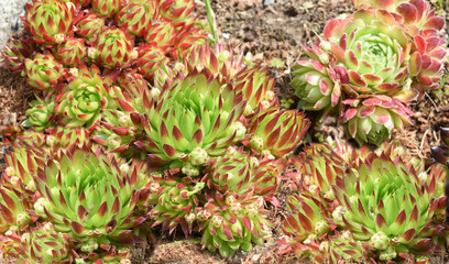 Obraz premium Hauswurz, Dachwurz, Sempervivum, tectorum