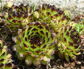 Fototapeta premium Hauswurz, Dachwurz, Sempervivum, tectorum