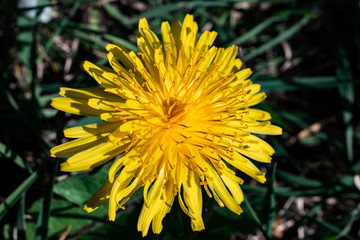 Close-up on a yellow dandelion (taraxacum) flower in summer