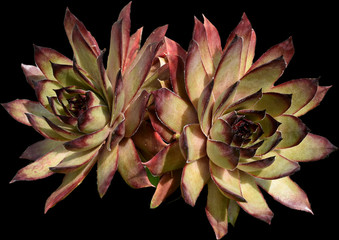 Hauswurz, Dachwurz, Sempervivum, tectorum