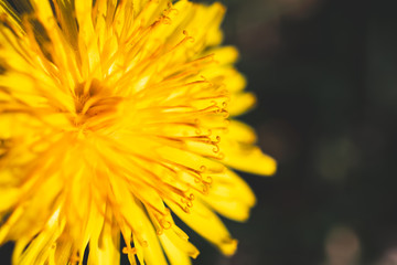 Close-up on a yellow dandelion (taraxacum) flower in summer
