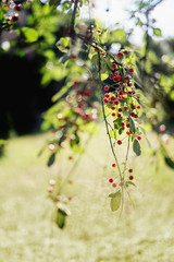 Cherry tree branch in early summer during ripening of the berries