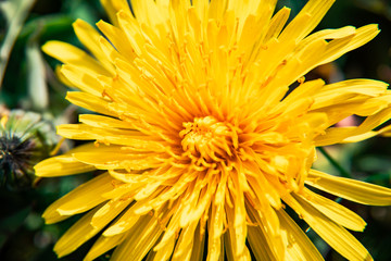 Close-up on a yellow dandelion (taraxacum) flower in summer