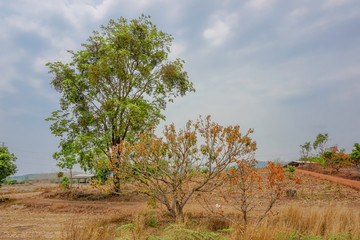 Obraz premium Yellow tree