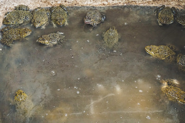 Green frog in the water