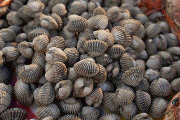 Scallop cockles