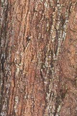  tree bark nature texture pattern wood background