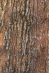  tree bark nature texture pattern wood background