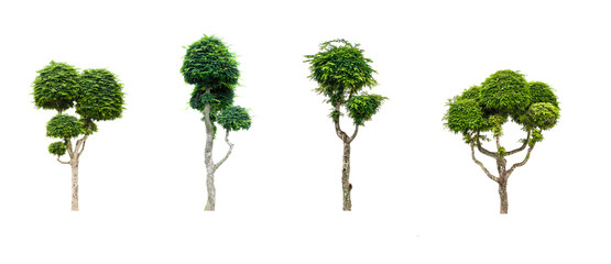 Obraz premium collection of tree dwarf tamarind beautiful isolated on white background