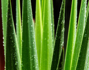 Fototapeta na wymiar Green leaf with water drops