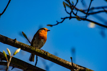 bird on branch