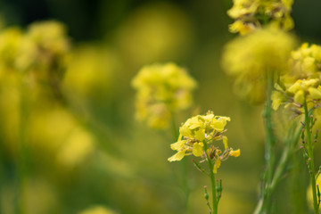 yellow flowers in the garden