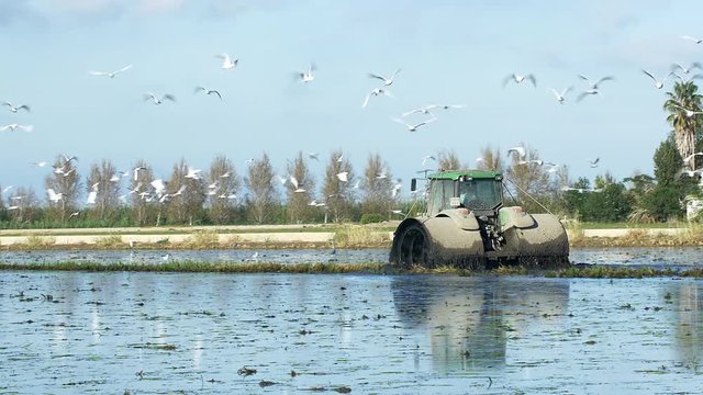 Tractor tilling a rice field in Delta de l'Ebre, Spain