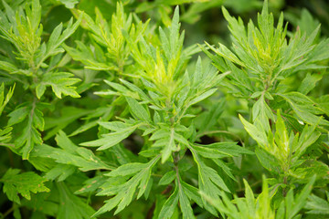 ヨモギ（日本でよもぎ餅に使われる植物）：別名モグサ