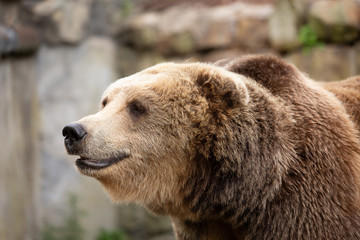 Obraz premium brown bear portrait