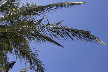 beautiful palm trees on a background of blue sky