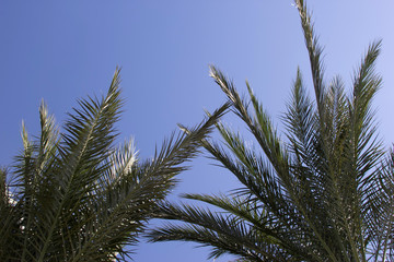 beautiful palm trees on a background of blue sky