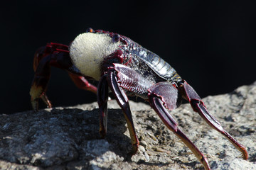 rote_Klippenkrabbe