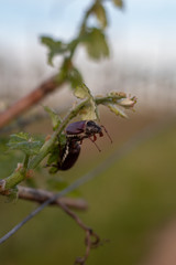 Maikäfer im Weingarten 