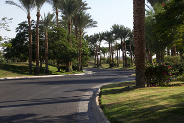 beautiful asphalt road with palm trees