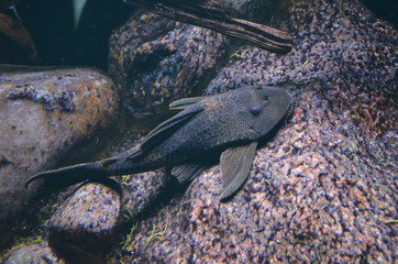 Tropical fish in aquarium, Berlin
