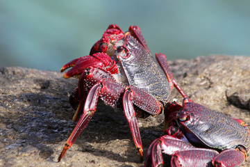 rote_Klippenkrabbe