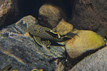 Tropical fish in aquarium, Berlin