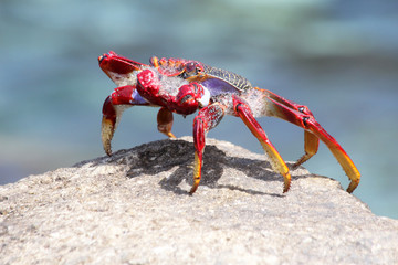 rote_Klippenkrabbe
