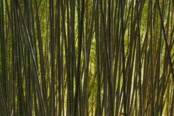 Detail of bamboo forest under the sun.
