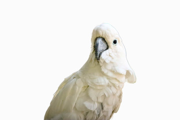 white -crested cockatoo isolated