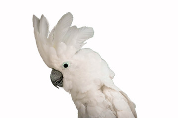 white -crested cockatoo isolated