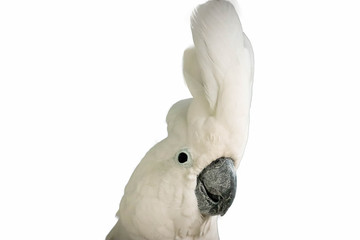 white -crested cockatoo isolated © Akarat