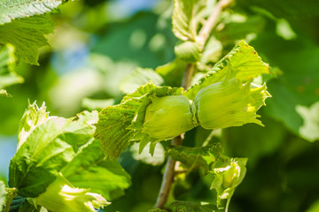 Hazelnut tree canopy. Mature fruits of hazelnut.