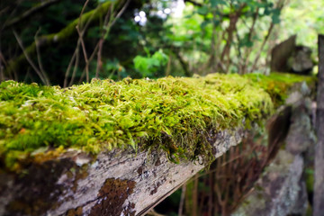 Close-up of moss-covered railing of a fence along a pathway in Campbell Valley Park, in Langley, BC Canada.