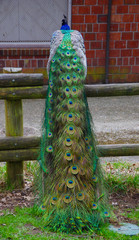 Fototapeta premium Beautiful colorful peacock sitting perched on top of a fence, displaying long train of feathers.