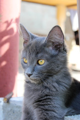 Gray kitten in the country