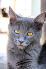 Gray kitten in the country