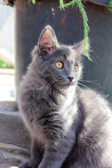 Gray kitten in the country