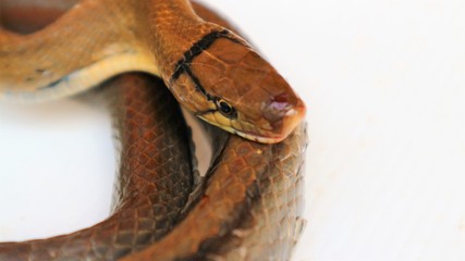 The snake is isolated from the white background.